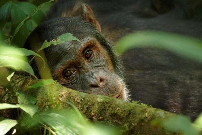 В повадках шимпанзе ученые нашли истоки погребальных традиций человека