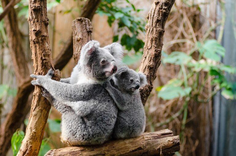 В Австралии численность коал посчитали с помощью дрона